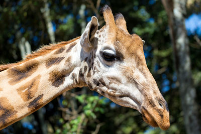 Close-up of a horse