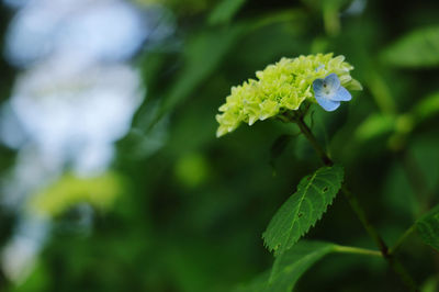 Close-up of flowering plant