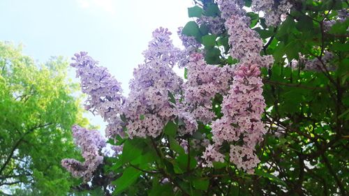 Low angle view of purple flowering plant