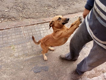 Low section of person with dog sitting on street