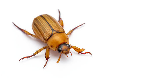 Close-up of crab over white background