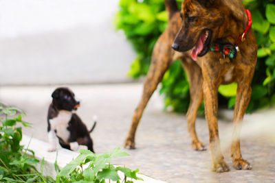 Dog on footpath