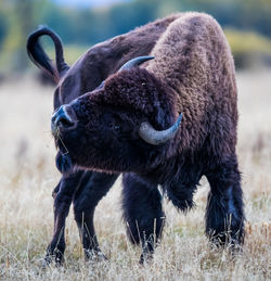 Full length of a horse