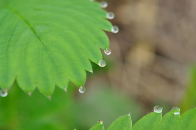 Close-up of water drops on leaf