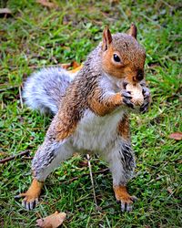 Close-up of squirrel on grass