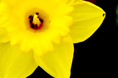 Close-up of yellow flower