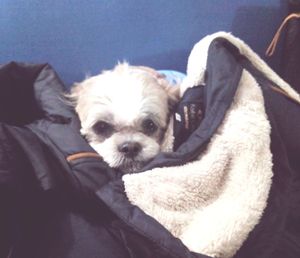 Portrait of dog on bed