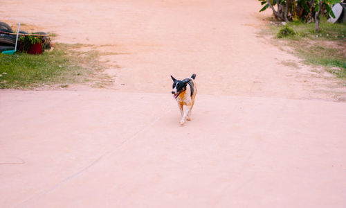 Dog walking on road