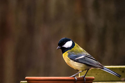 Close-up of bird perching by feeder