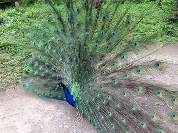 High angle view of fanned out peacock on field