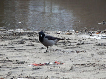 Bird on beach