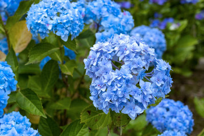 Close-up of purple flowering plant