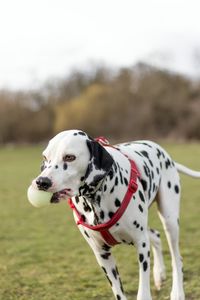 Close-up of dog against sky