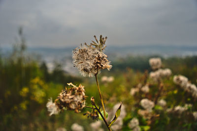 Close-up of wilted flower on field