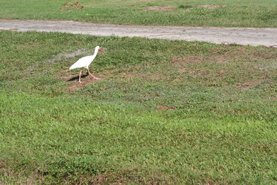 Bird perching on field