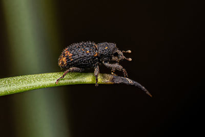 Close-up of insect on plant