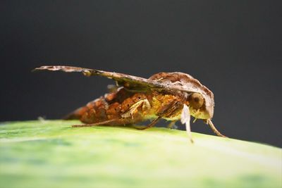 Close-up of insect on leaf