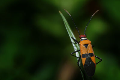 Close-up of butterfly