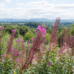 Flowering plants and trees against sky