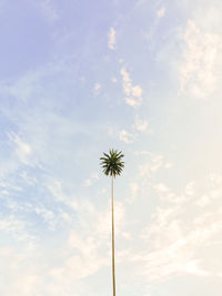 Low angle view of palm tree against sky