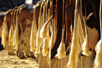 Close-up of dried for sale