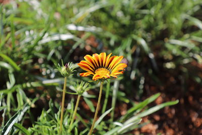 Close-up of yellow flowering plant