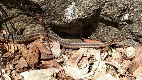 Lizard on rock