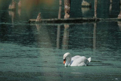 Swan floating on a lake