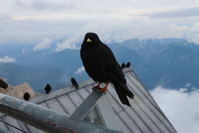 Bird perching on a mountain against sky