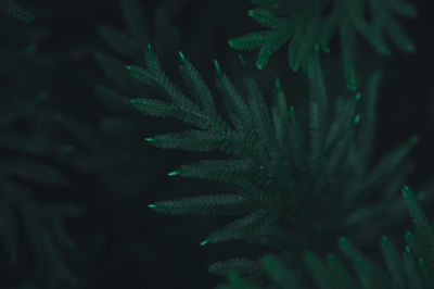Close-up of fern leaves