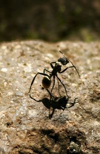 Close-up of insect