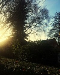 Trees against sky during sunset