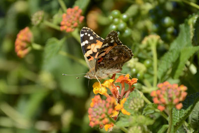 Close-up of butterfly pollinating on flower