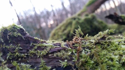 Close-up of plant growing on tree trunk