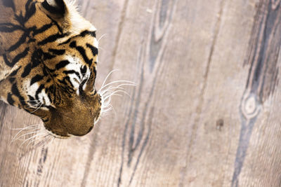 Close-up of a tiger 