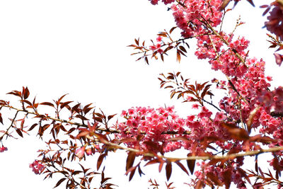 Low angle view of pink flowers on branch