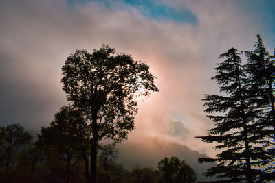 Low angle view of silhouette tree against sky during sunset