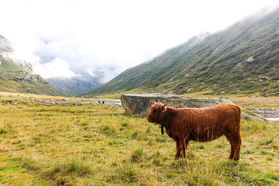 Cow in mountain landscape