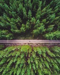 Scenic view of agricultural field by trees