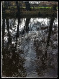 Reflection of trees in lake