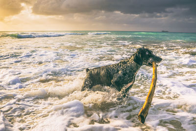 Dog on beach against sky