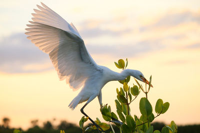 Low angle view of bird flying