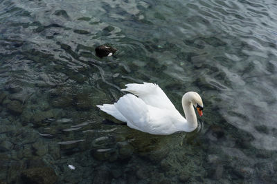 High angle view of swan in lake