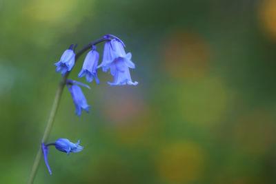 Close-up of purple flowering plant