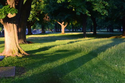 Trees in park