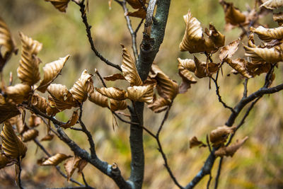 Close-up of pine cone on branch