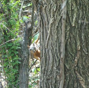 Squirrel on tree trunk in forest