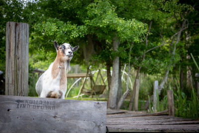 View of an animal against plants