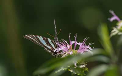 Close-up view of a butterfly on a flower with dark background
