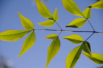 Close-up of plant against sky